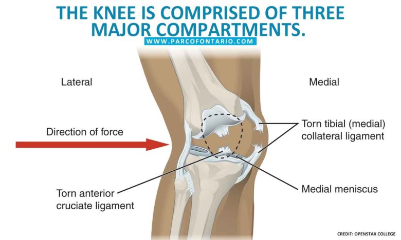 knee joint consists of which three compartments